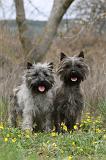 CAIRN TERRIER 626
